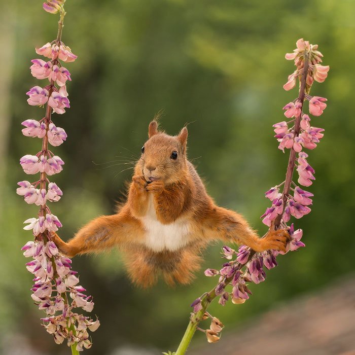 1. "Белка в шпагате" (фото: Герт Вегген, Швеция) Comedy Wildlife Photography Awards, животные, конкурс, природа, смех, фотография, юмор