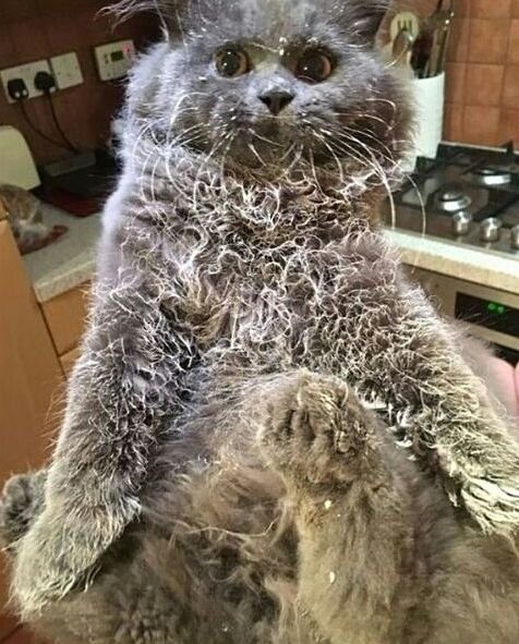 Кошки, пойманные с поличным Кошки, пойманные с поличным