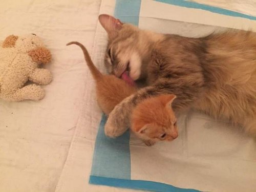 Потерявшая котят кошка стала чудесной матерью для осиротевшего котёнка (7 фото + видео) Потерявшая котят кошка стала чудесной матерью для осиротевшего котёнка (7 фото + видео)