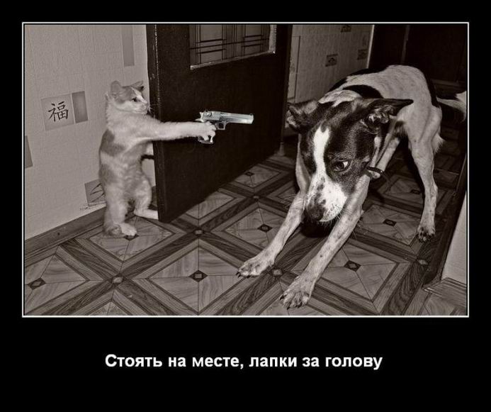 Демотиваторы, правильный фотограф... Демотиваторы, правильный фотограф...
