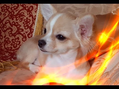 Позитивные животные