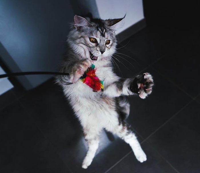 Если вы думаете, что ваш кот забавный, посмотрите на этих глупых и смешных мейн-кунов Если вы думаете, что ваш кот забавный, посмотрите на этих глупых и смешных мейн-кунов