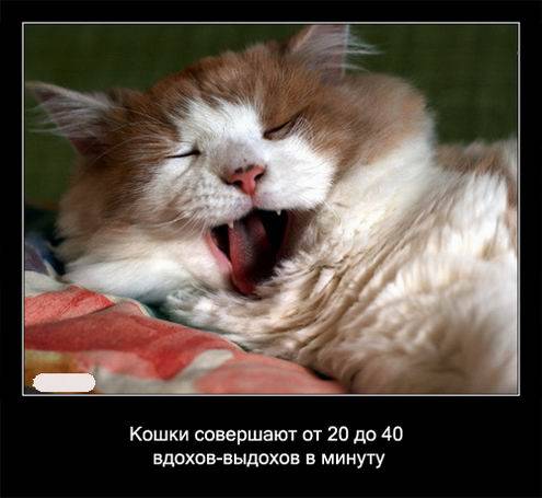 Интересные факты о кошках в картинках Интересные факты о кошках в картинках
