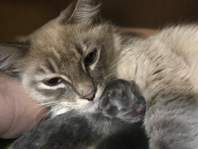 Котенок с кошкой Котенок спит