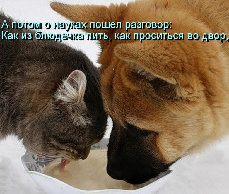 Дружба навеки