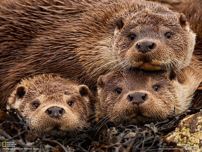 National Geographic:   