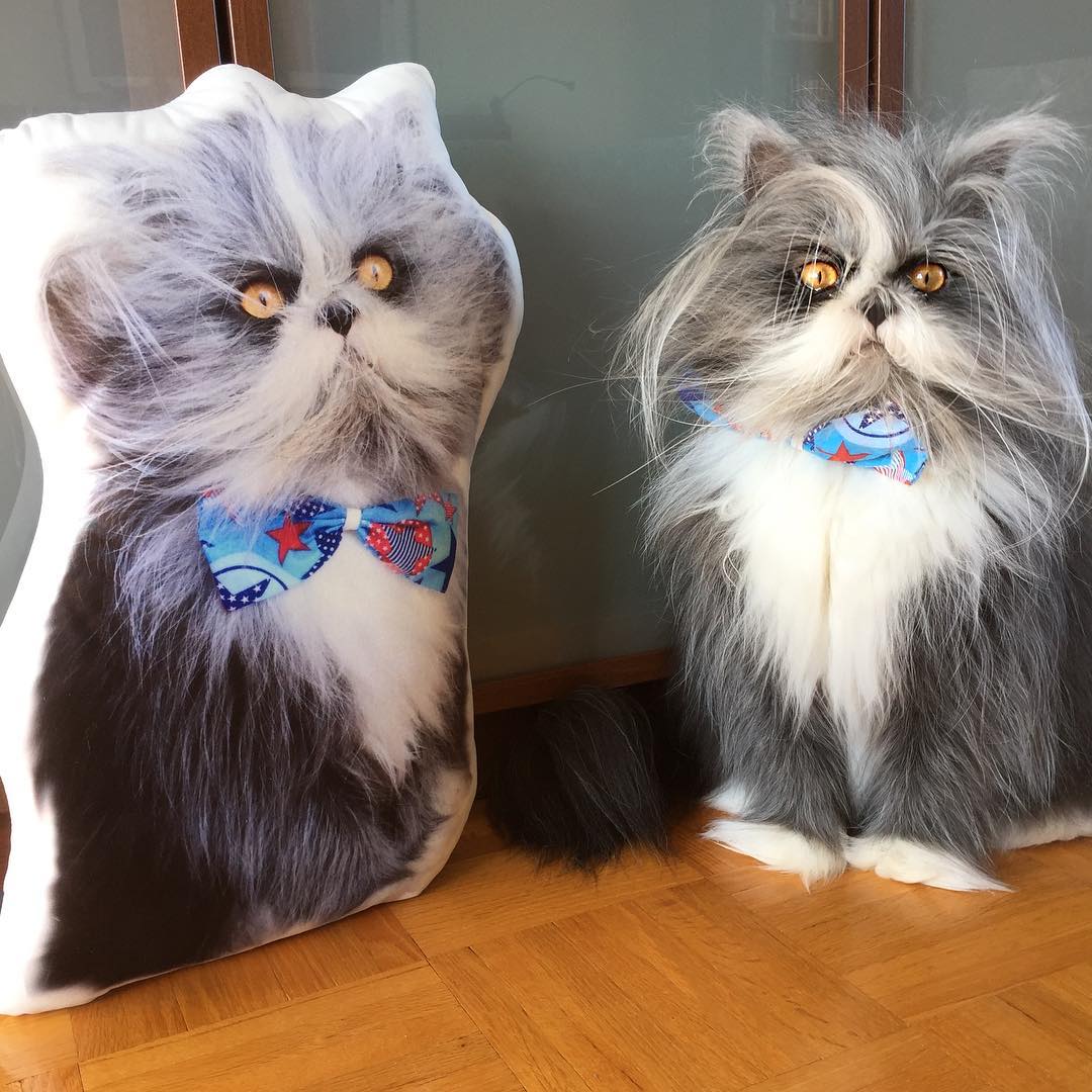 7 угарных фото кота Атчума, который похож на сумасшедшего профессора