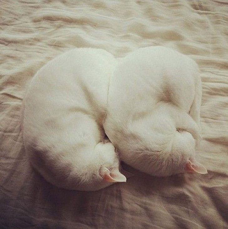 Синхронные коты Синхронные коты