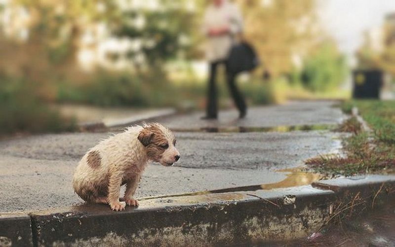 Как в Италии борются с безответственными хозяевами животных Как в Италии борются с безответственными хозяевами животных