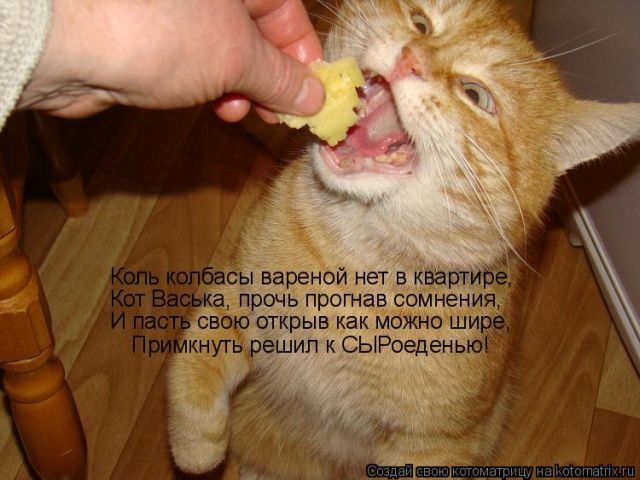 Лучшие котоматрицы за прошедшую неделю)) Лучшие котоматрицы за прошедшую неделю))