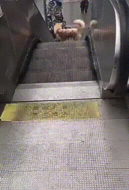 Развлечение нашла себе собачка gif, лестница, лестницы, подборка, прикол, эскалаторы