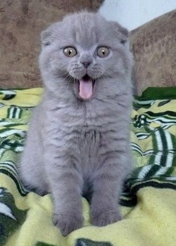 https://www.dikarka.ru/proekty/cats/cats_color/i/05.jpg