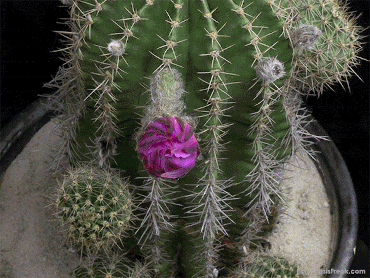 echinopsis-bloom-time-lapse-videos-greg-krehel-5.gif echinopsis-bloom-time-lapse-videos-greg-krehel-5.gif