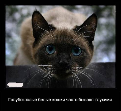 Интересные факты о кошках в картинках Интересные факты о кошках в картинках