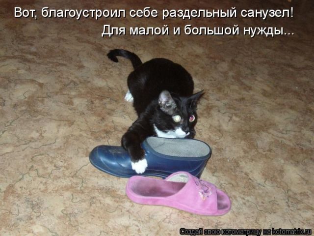 Самые свежие котоматрицы )) Самые свежие котоматрицы ))