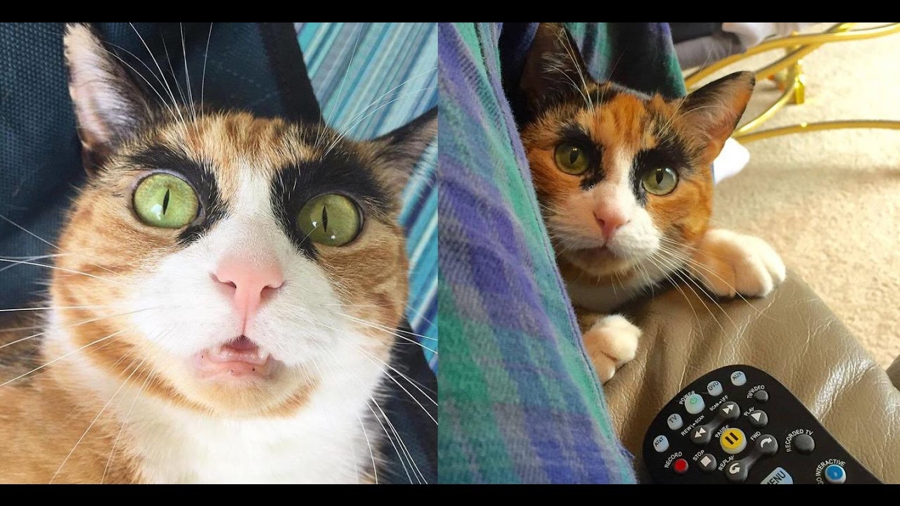 30 животных, которых природа разрисовала с юморком 30 животных, которых природа разрисовала с юморком