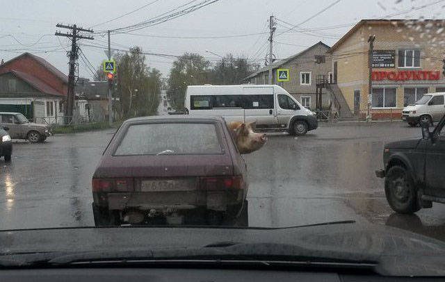 Такое может быть только в России. И смешно, и плакать хочется!