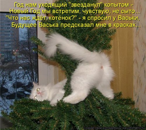 Новая котоматрица для всех! (36 фото)