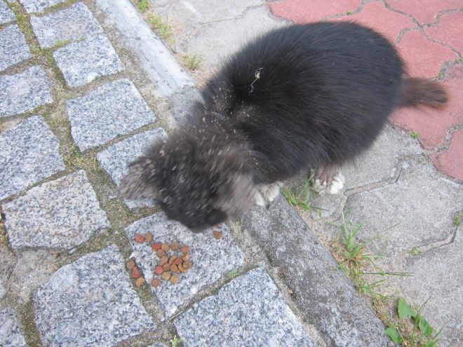 кошка