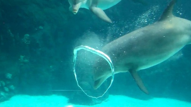 plus.google.com-dolphin-bubble-rings