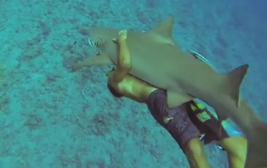 Экстремалы придумали новое развлечение: катание на акулах