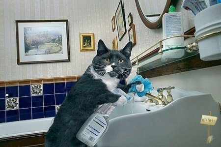 Идеальный котЭ