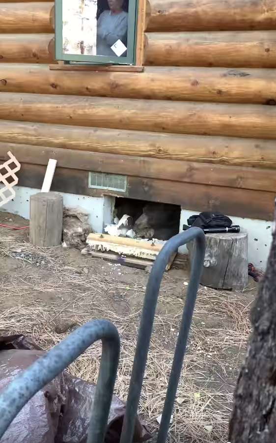 медведь забрался во двор Громкие звуки напугали хозяев дома. Оказывается, кто-то решил перезимовать в их подвале