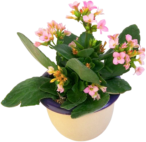 Window Plants Цветы на подоконниках - цветут и радуют всех н…