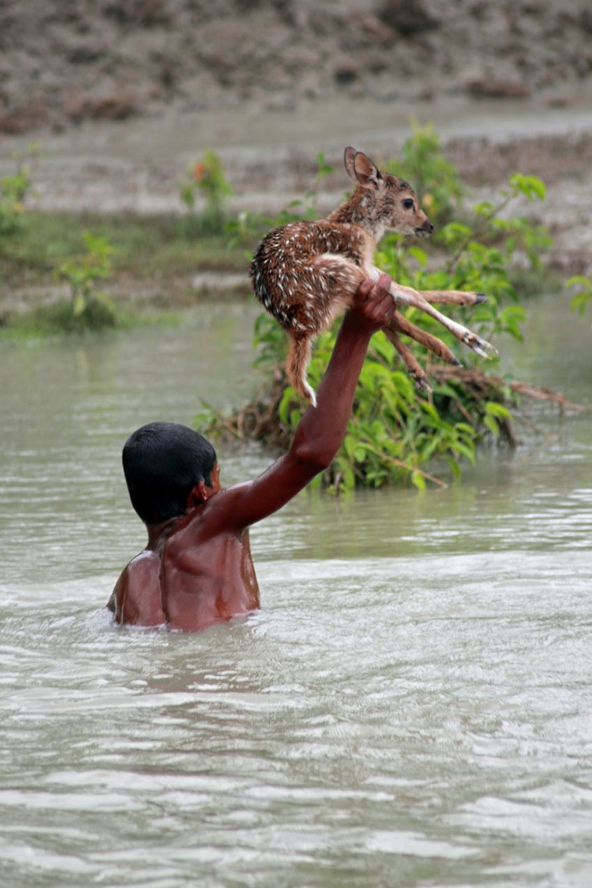 живность, спасение