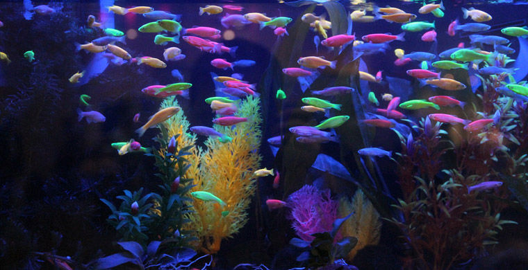 Магия живого света биолюминесценция, животные, насекомые, свет, свечение