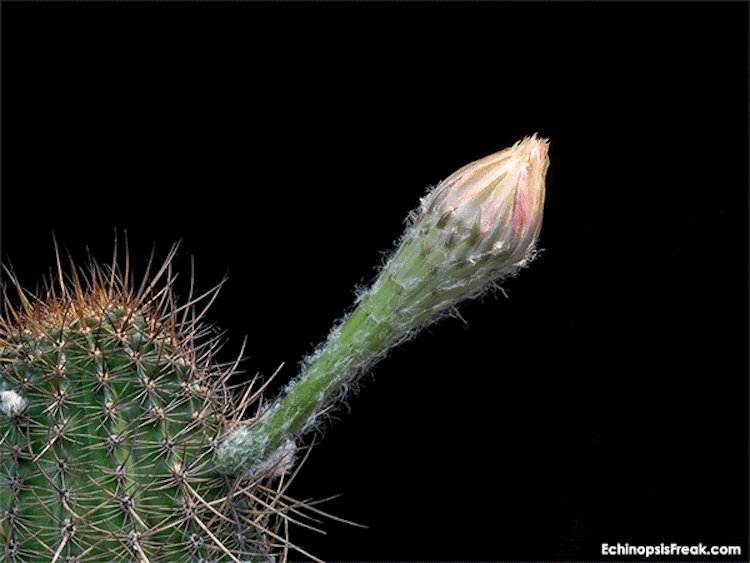 echinopsis-bloom-time-lapse-videos-greg-krehel-6.gif echinopsis-bloom-time-lapse-videos-greg-krehel-6.gif
