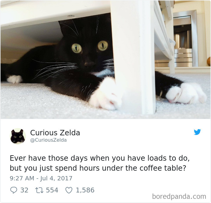 Curious-Zelda-Cat-Tweets