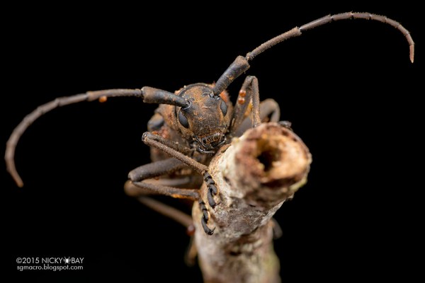 77 блестящих макрофотографий насекомых