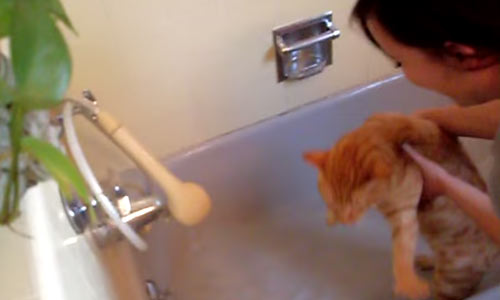 Она кладет кота в ванну. Но звук, который он издает, предполагает нечто другое!