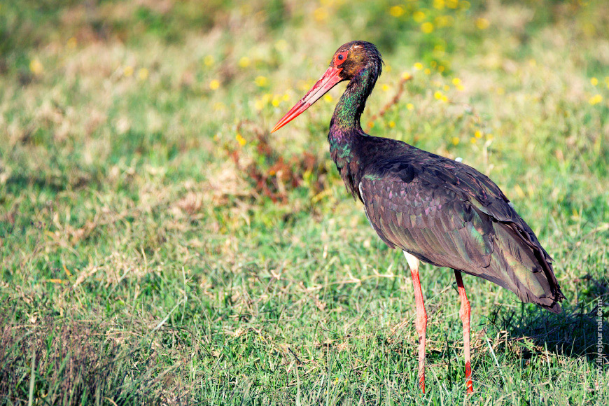 Чёрный аист (Ciconia nigra)