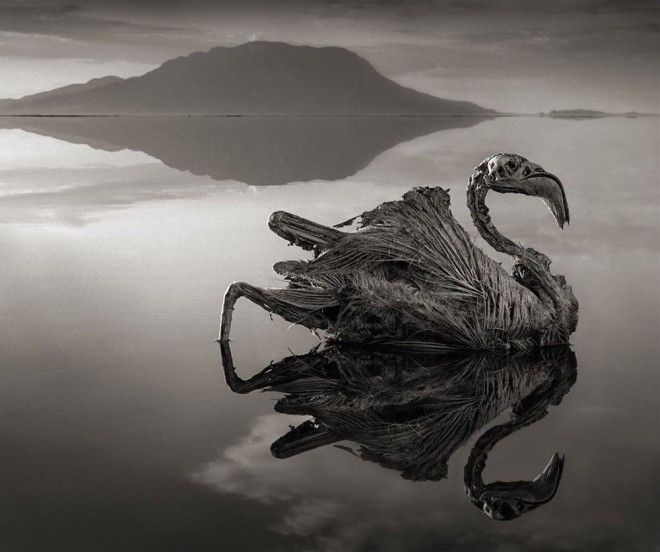 Убивать животных и превращать их в статуи природный феномен озера Натрон