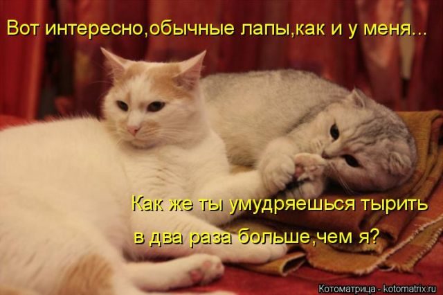 Самые свежие котоматрицы )) Самые свежие котоматрицы ))