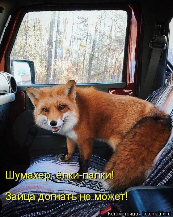 Лучшие котоматрицы за прошедшую неделю)) Лучшие котоматрицы за прошедшую неделю))