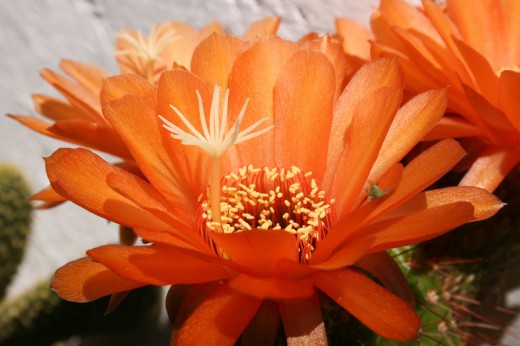 Эхинопсис (Echinopsis)