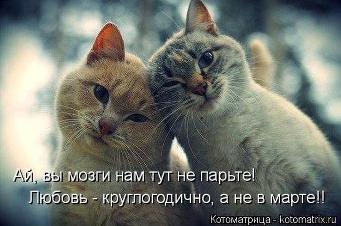 Лучшие котоматрицы недели