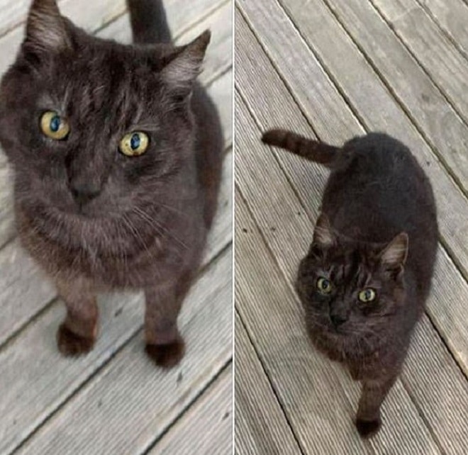 Кот на улице Черный кот