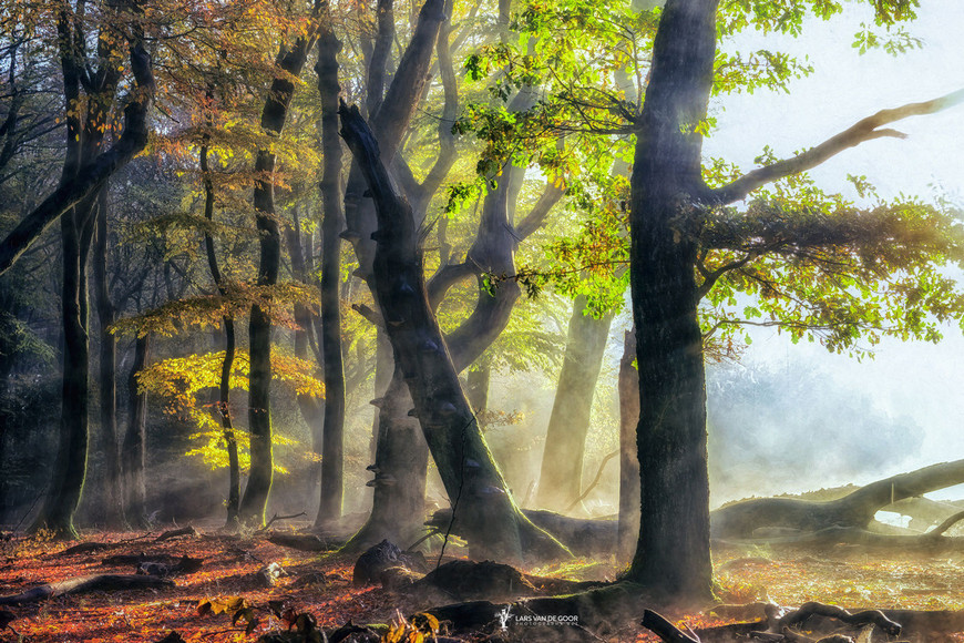 Fotograf Lars van de Gor 19