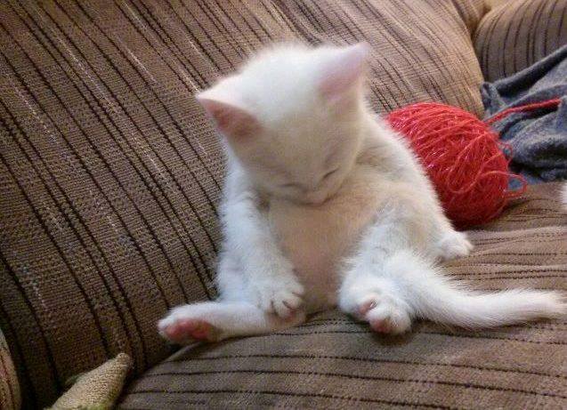 Картинки по запросу котик уснул