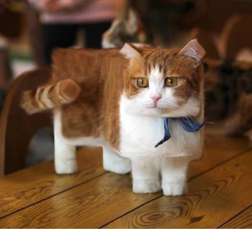 Прикольные картинки для всех (47 шт) Прикольные картинки для всех (47 шт)