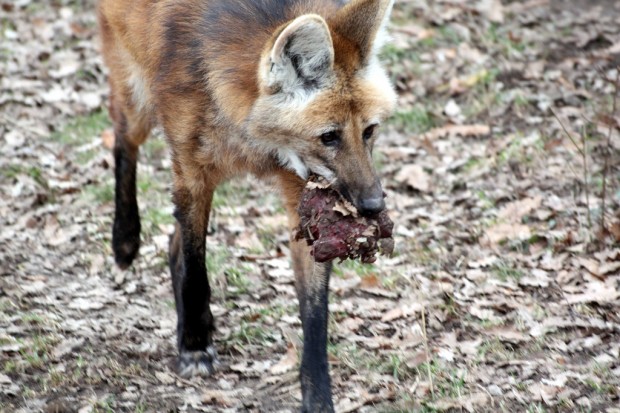 Гривастый или гривистый волк (лат. Chrysocyon brachyurus) (англ. Maned wolf)