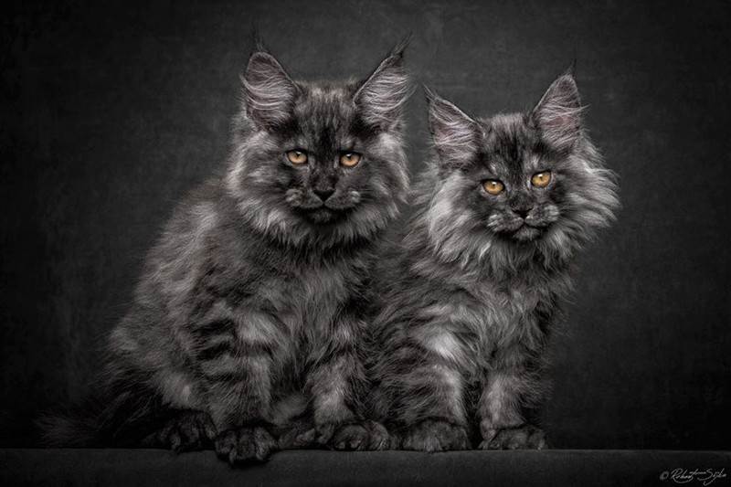 Мэйкуны - фантастические коты. Словно лев в миниатюре! Мэйкуны - фантастические коты. Словно лев в миниатюре!