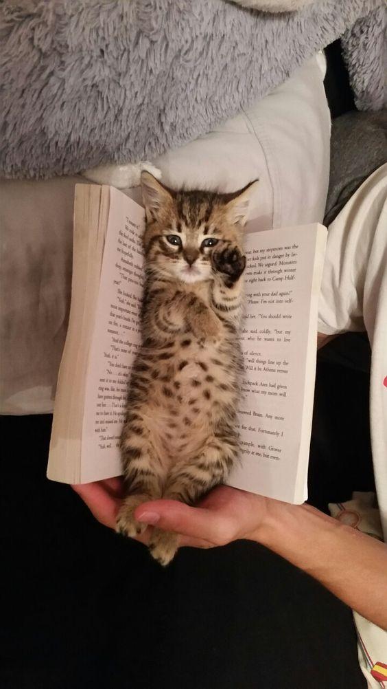 Ученые доказали: кот в доме - источник силы и легкости для своего хозяина Ученые доказали: кот в доме - источник силы и легкости для своего хозяина