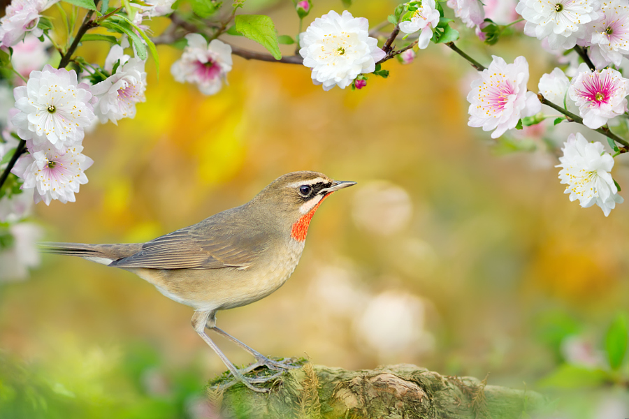 ～ The arrival of spring blossom ～, автор — FuYi Chen на 500px.com