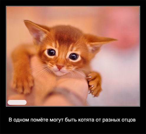 Интересные факты о кошках в картинках Интересные факты о кошках в картинках