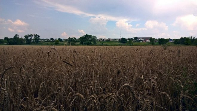 В Минсельхозе скорректировали прогноз по урожаю зерна в этом году